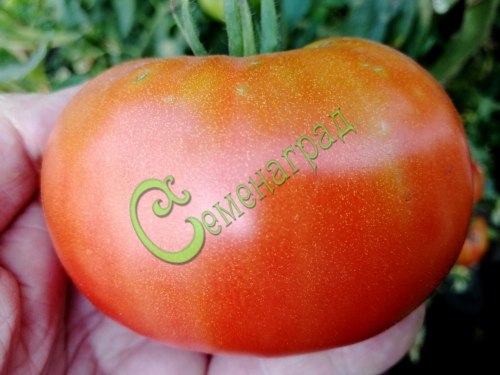 Семена томатов Грейпфрут, 20 семян, 15 упаковок Семенаград оптовый