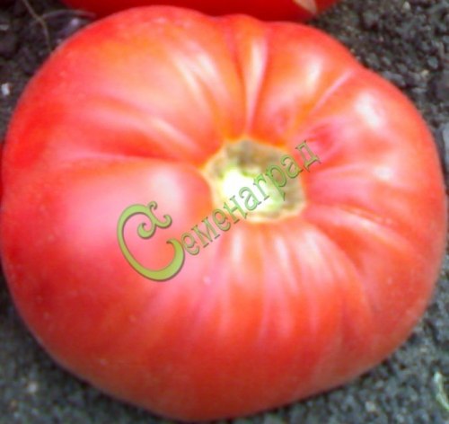 Семена томатов Гигант-10 Новикова - 20 семян, 20 упаковок Семенаград оптовый