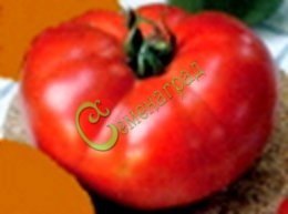 Семена томатов Гигант-2 Новикова - 20 семян, 15 упаковок Семенаград оптовый