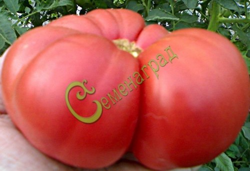 Семена почтой томат Гигант Новикова - 20 семян, 15 упаковок Семенаград оптовый