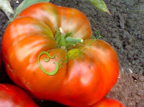 Семена томатов Гигант Ливанский - 20 семян, 15 упаковок Семенаград оптовый