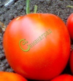 Семена томатов Гигант Дружба - 20 семян, 15 упаковок Семенаград оптовый