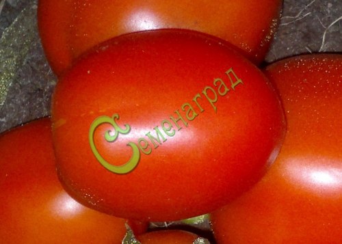 Семена томатов Гибрид-43 Тарасенко - 20 семян, 15 упаковок Семенаград оптовый