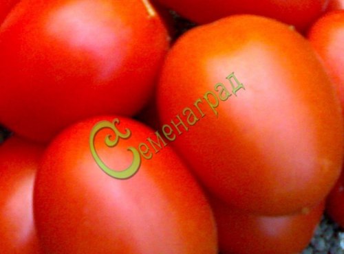 Семена томатов Гибрид-35 Тарасенко - 20 семян, 15 упаковок Семенаград оптовый