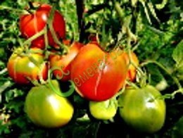 Семена томатов Гибрид-3 Тарасенко - 20 семян, 15 упаковок Семенаград оптовый
