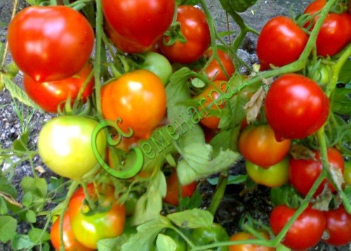 Семена томатов Гибрид-2 Тарасенко - 20 семян, 15 упаковок Семенаград оптовый