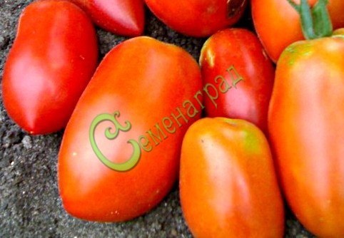 Семена томатов Гибрид-1 Тарасенко - 20 семян, 15 упаковок Семенаград оптовый