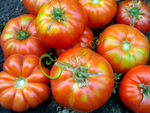 Семена томатов Выставочник - 20 семян, 15 упаковок Семенаград оптовый