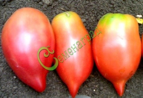 Семена почтой томат Воловье ухо - 20 семян, 15 упаковок Семенаград оптовый