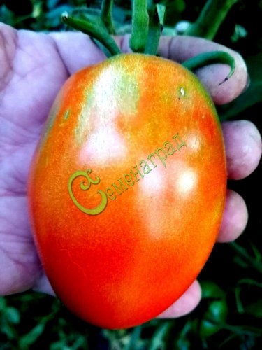 Семена томатов Воловье сердце - 20 семян, 15 упаковок Семенаград оптовый