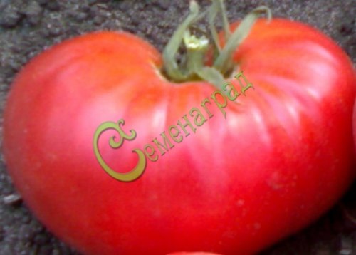 Семена томатов Гигант-32 Новикова - 20 семян Семенаград