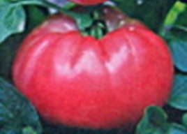 Семена томатов Вова - 20 семян, 10 упаковок Семенаград оптовый