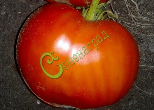 Семена томатов Буденновка - 20 семян, 15 упаковок Семенаград оптовый