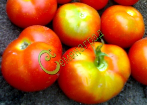 Семена томатов Бэтси - 20 семян, 15 упаковок Семенаград оптовый