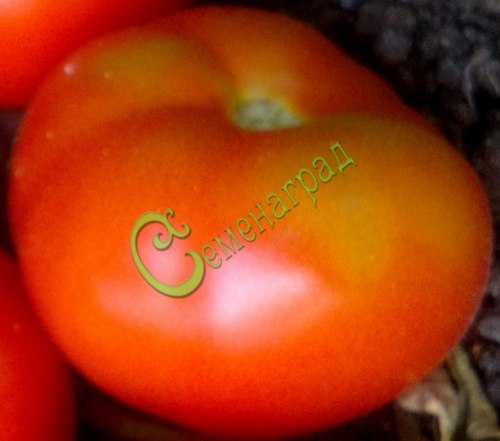 Семена томатов Гигант Пелина - 20 семян Семенаград