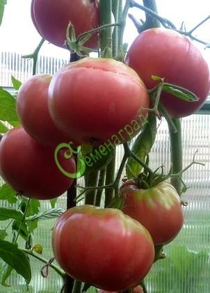 Семена томатов Бийская роза - 20 семян, 8 упаковок Семенаград оптовый