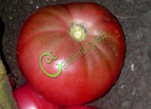 Семена томатов Гигант Пулереса - 20 семян Семенаград