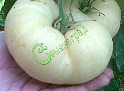 Семена томатов Белые ледяные - 20 семян, 8 упаковок Семенаград оптовый