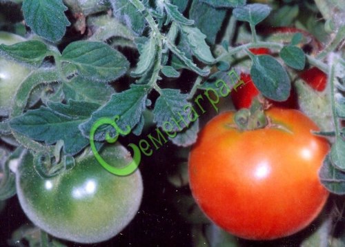 Семена томатов Бархатные - 20 семян, 5 упаковок Семенаград оптовый
