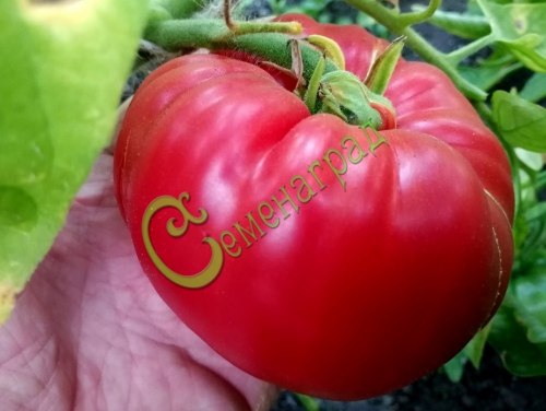 Семена томатов Бабушкин секрет - 20 семян, 15 упаковок Семенаград оптовый