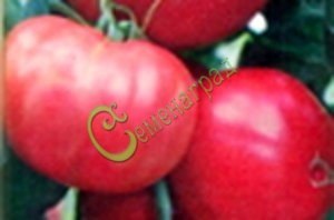 Семена томатов Аргеландер розовый - 20 семян, 15 упаковок Семенаград оптовый