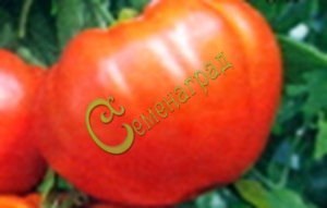 Семена томатов Аполлон - 20 семян, 20 упаковок Семенаград оптовый
