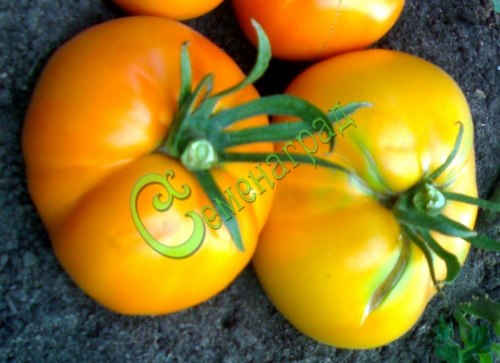 Семена томатов Апельсин - 20 семян, 15 упаковок Семенаград оптовый