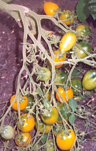 Семена томатов Анна Герман - 20 семян, 20 упаковок Семенаград оптовый