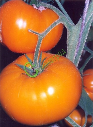 Семена томатов Ананас - 20 семян, 15 упаковок Семенаград оптовый