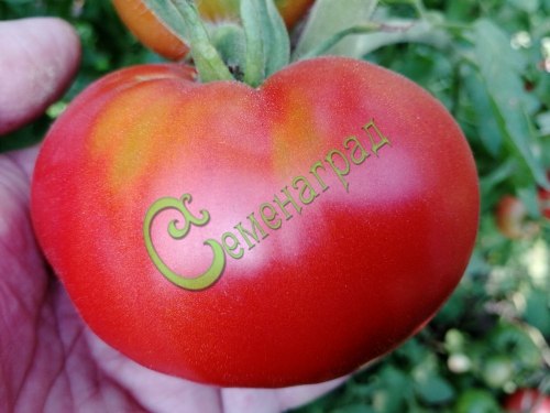 Семена томатов Гранат - 20 семян Семенаград