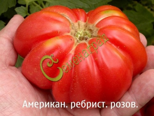 Семена почтой томат Американский ребристый розовый - 20 семян, 5 упаковок Семенаград оптовый