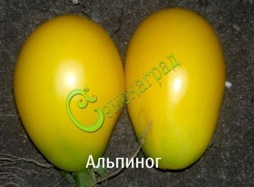 Семена томатов Альпиног - 20 семян, 20 упаковок Семенаград оптовый