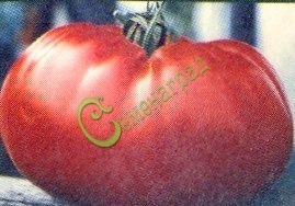 Семена томатов Алексеевский - 20 семян, 15 упаковок Семенаград оптовый