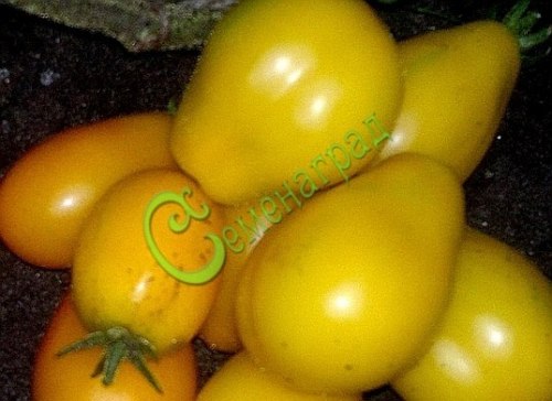 Семена томатов Аветиняй - 20 семян, 20 упаковок Семенаград оптовый