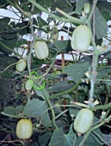 Семена огурцов Огурец-Лимон - 10 семян, 5 упаковок Семенаград оптовый