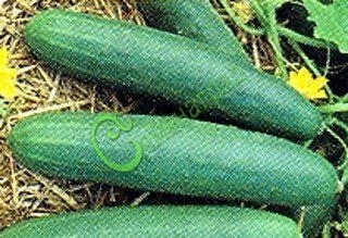 Семена огурцов Зозуля - 10 семян, 12 упаковок Семенаград оптовый