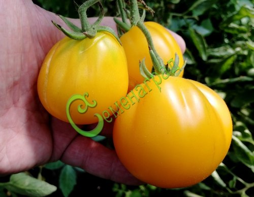 Семена томатов Груша желтая - 20 семян Семенаград