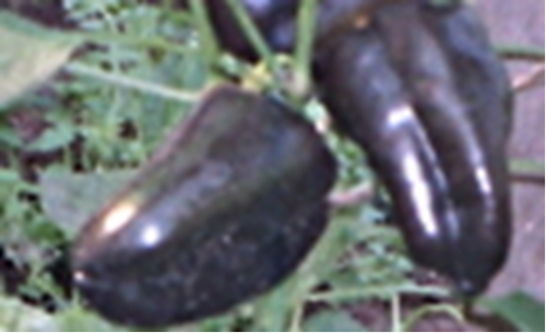Семена сладкого перца Фиолетовый Васильева - 10 семян, 12 упаковок Семенаград оптовый