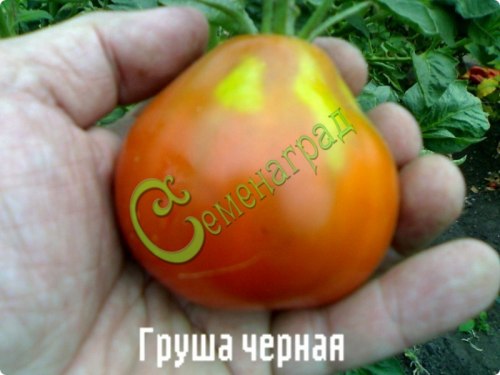 Семена томатов Груша черная - 20 семян Семенаград