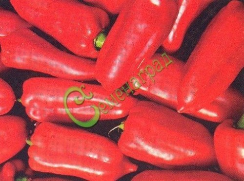 Семена сладкого перца Букет Болгарии - 10 семян, 20 упаковок Семенаград оптовый