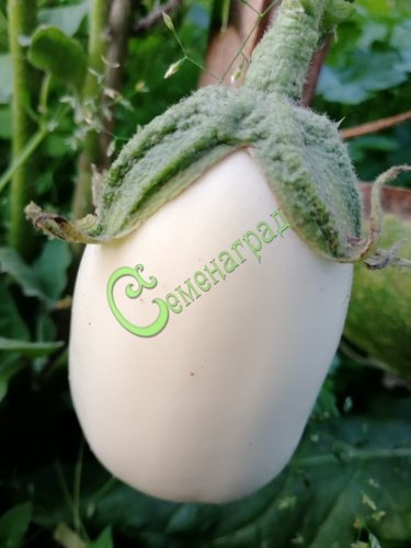 Семена почтой баклажан Каспер - 10 семян, 20 упаковок Семенаград оптовый
