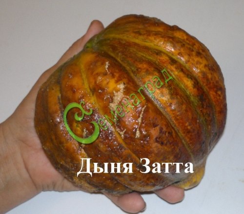 Семена дыни "Затта" - 4 семени, 12 упаковок Семенаград оптовый
