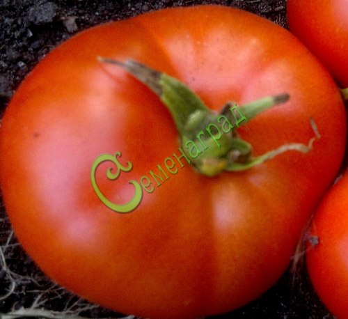 Семена томатов Делишес - 20 семян