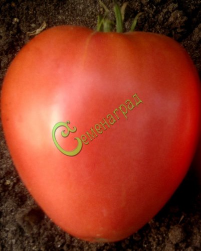 Семена томатов Донские - 20 семян