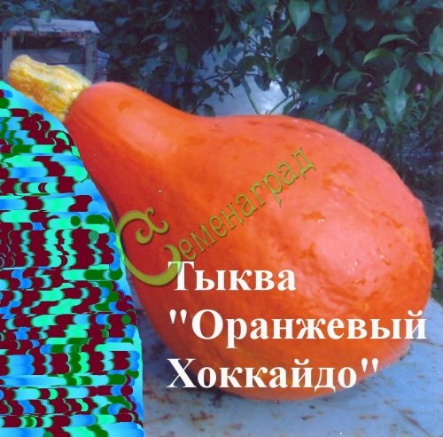 Семена почтой Тыква «Оранжевый Хоккайдо» - 4 семени, 9 упаковок Семенаград оптовый