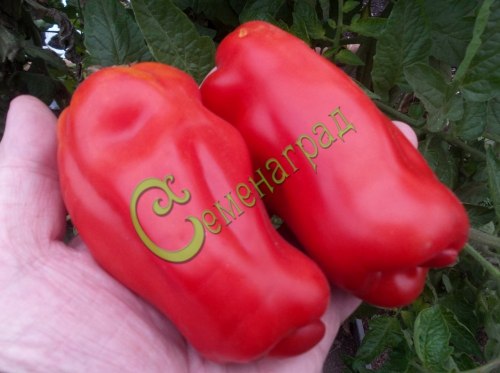 Семена томатов Еллоу Стоффер красный - 20 семян Семенаград