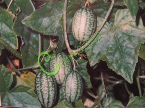 Семена почтой Мелотрия шершавая (африканские огурчики) - 10 семян, 7 упаковок Семенаград оптовый