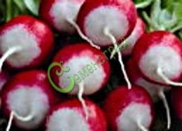 Семена Редис «Розово-красный с белым кончиком» - 1 чайн.ложка, 12 упаковок Семенаград оптовый