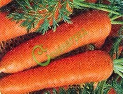 Семена моркови «Витаминная-6» - 1 чайн.ложка, 12 упаковок Семенаград оптовый