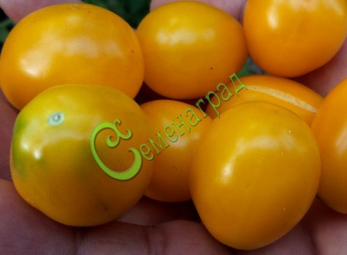 Семена томатов Жёлтая слива - 20 семян Семенаград